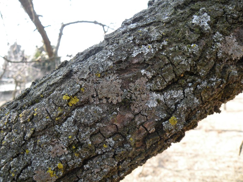 Licheni in un frutteto lomellino - Xanthoria parietina e alt